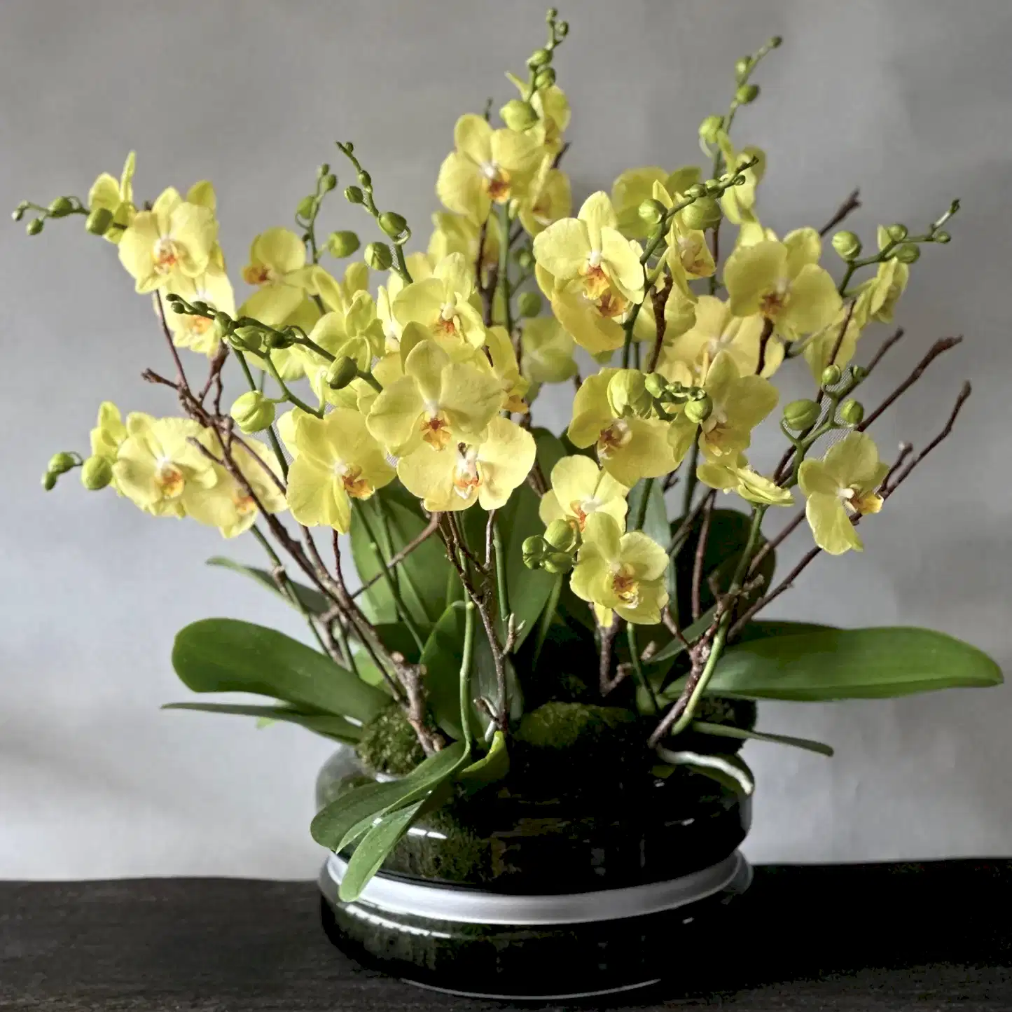 Orchids