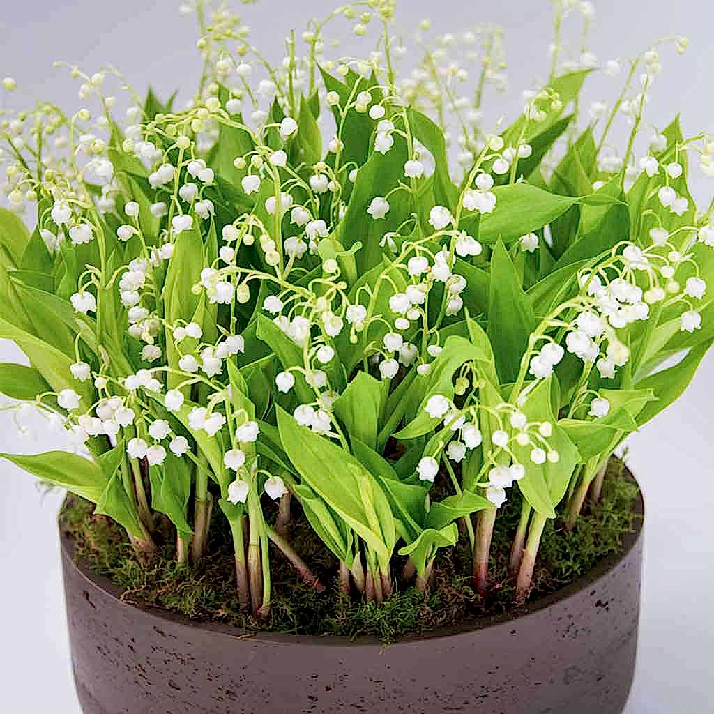 Plants