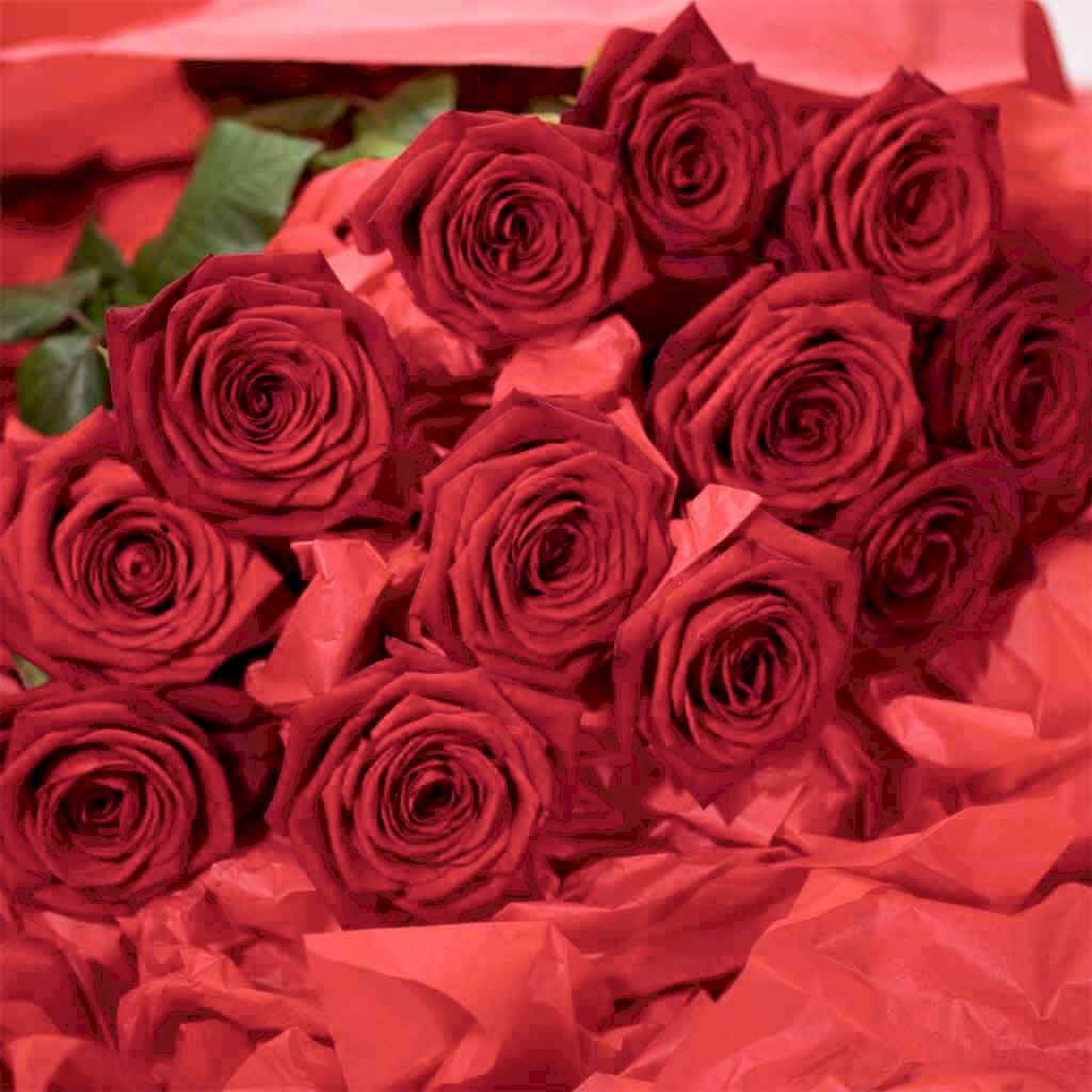 Long Stemmed Red Roses 1