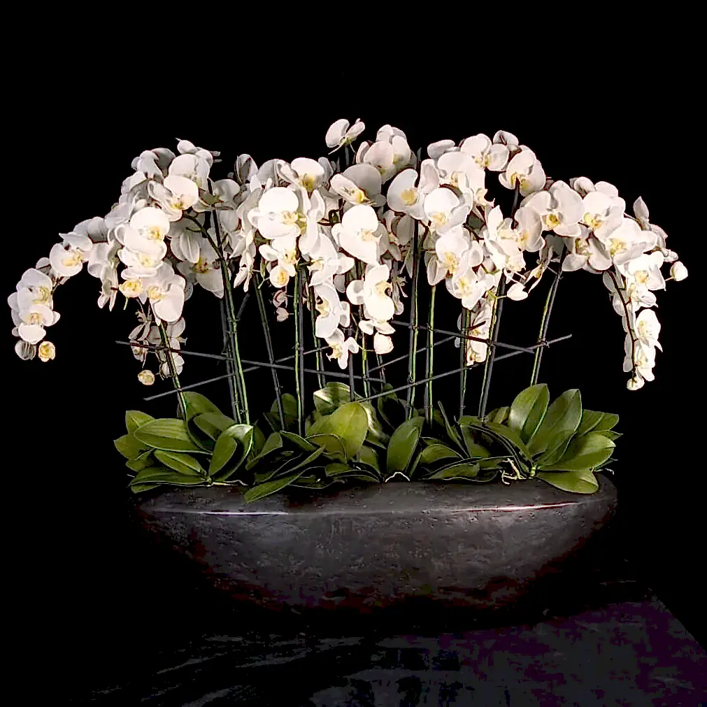 Faux Phalaenopsis Orchid Arrangement In Oval Vessel - Pulbrook & Gould