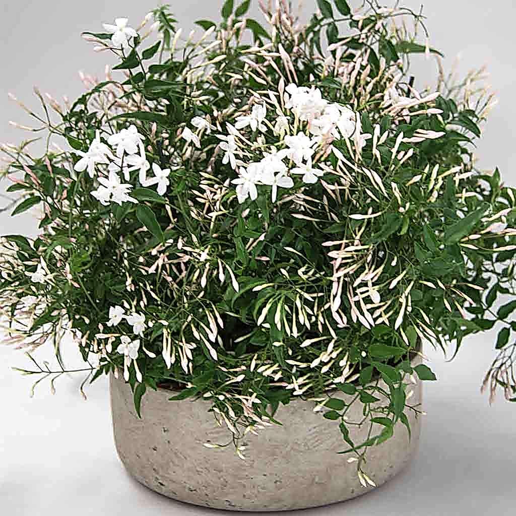 Jasmine planter - Pulbrook & Gould