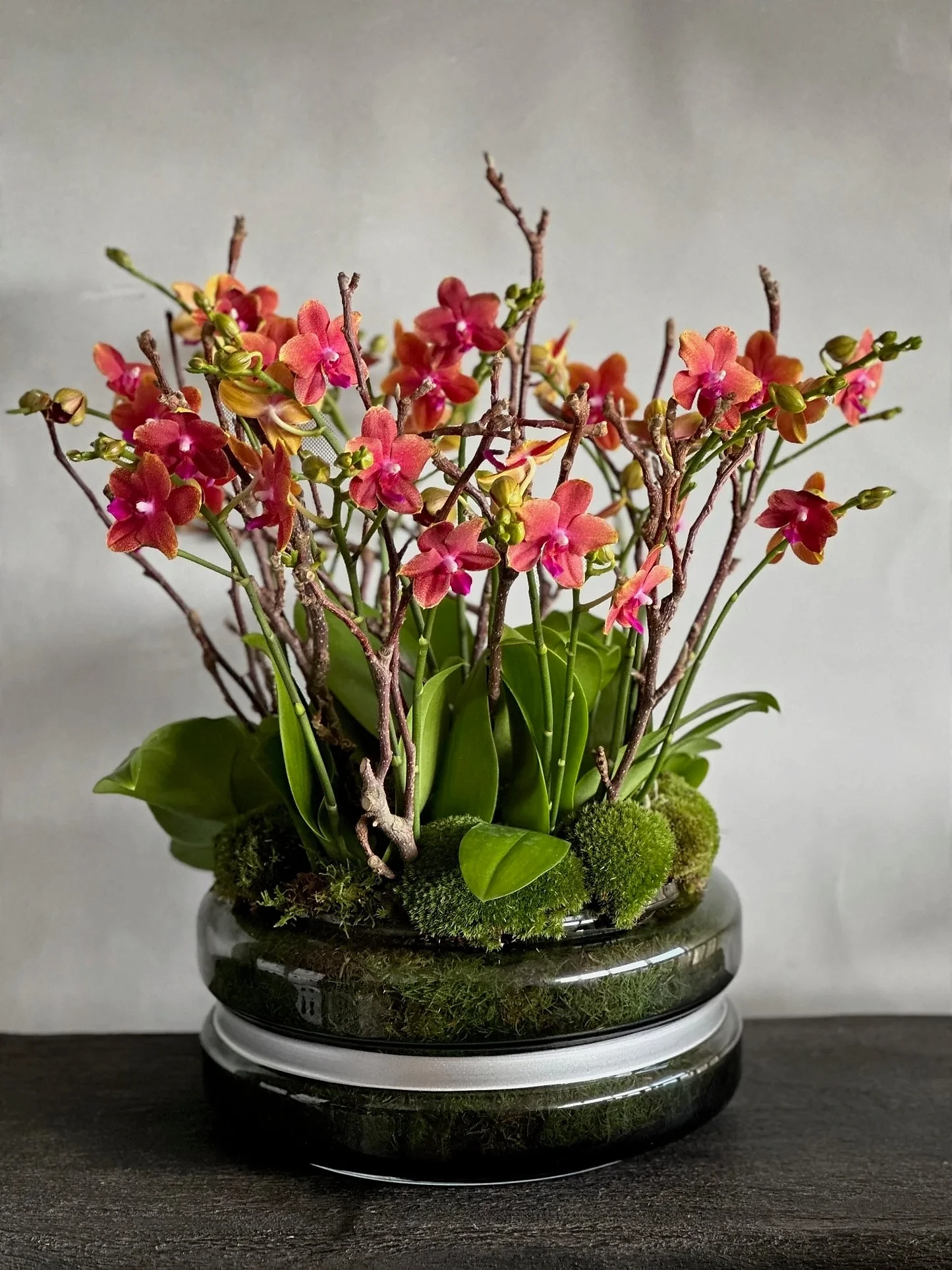 Miniature Orchids - Pulbrook & Gould