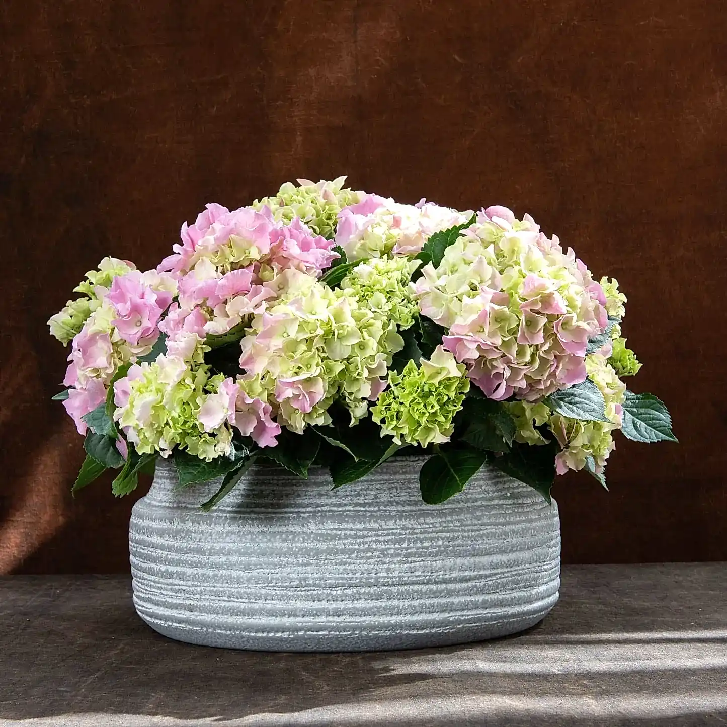 Pink Hydrangea Planted Bowl - Pulbrook & Gould