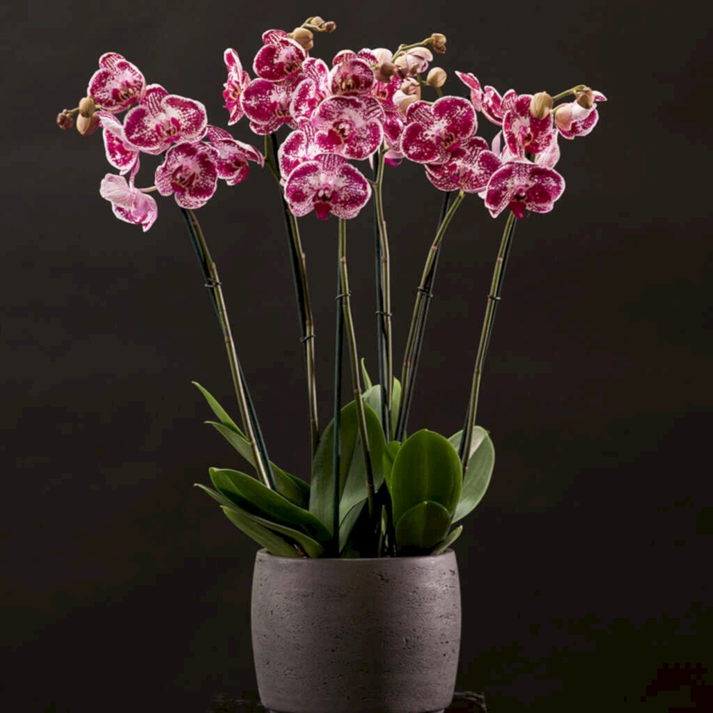 Signature Orchids - Cerise - Pulbrook & Gould