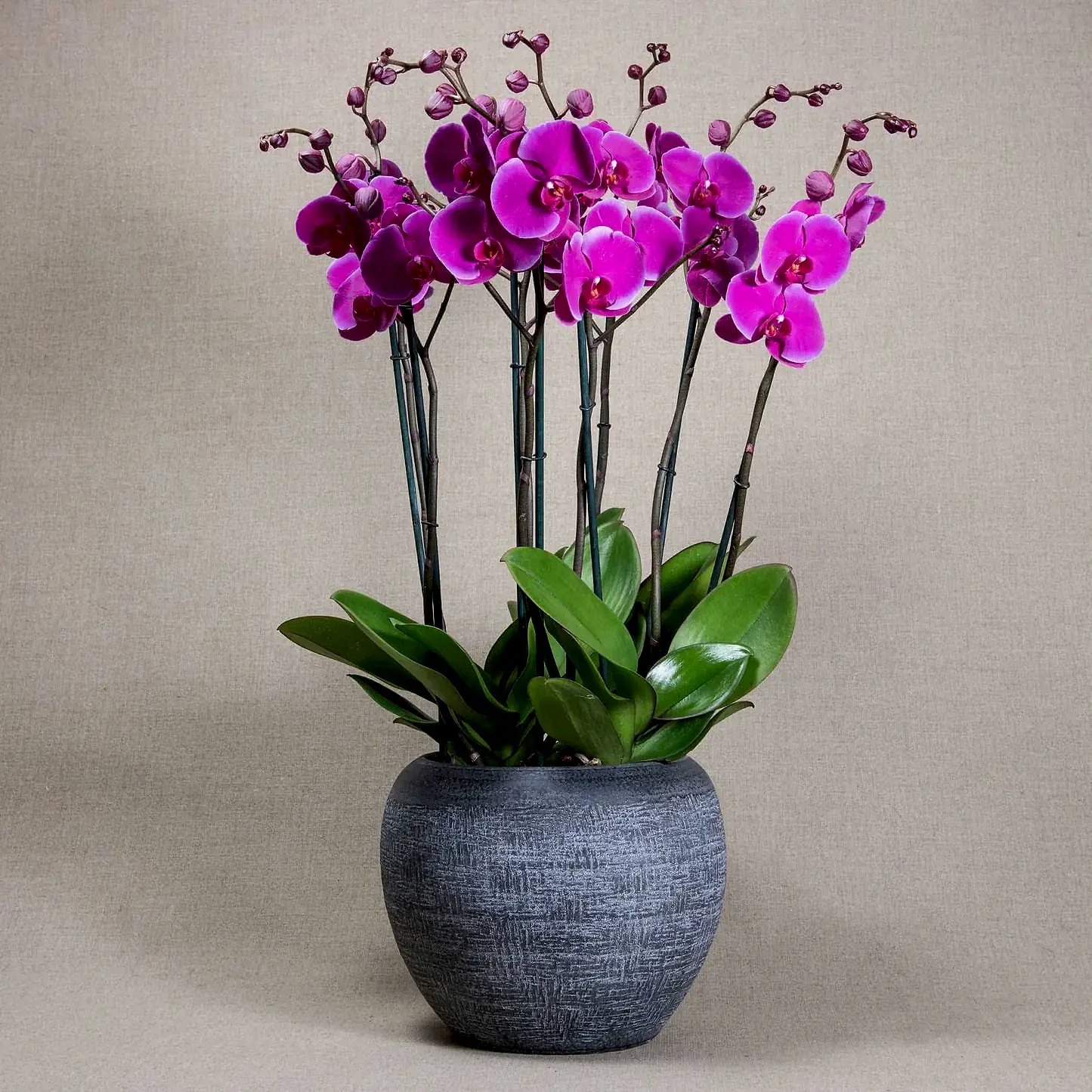 Signature Orchids - Fuchsia - Pulbrook & Gould