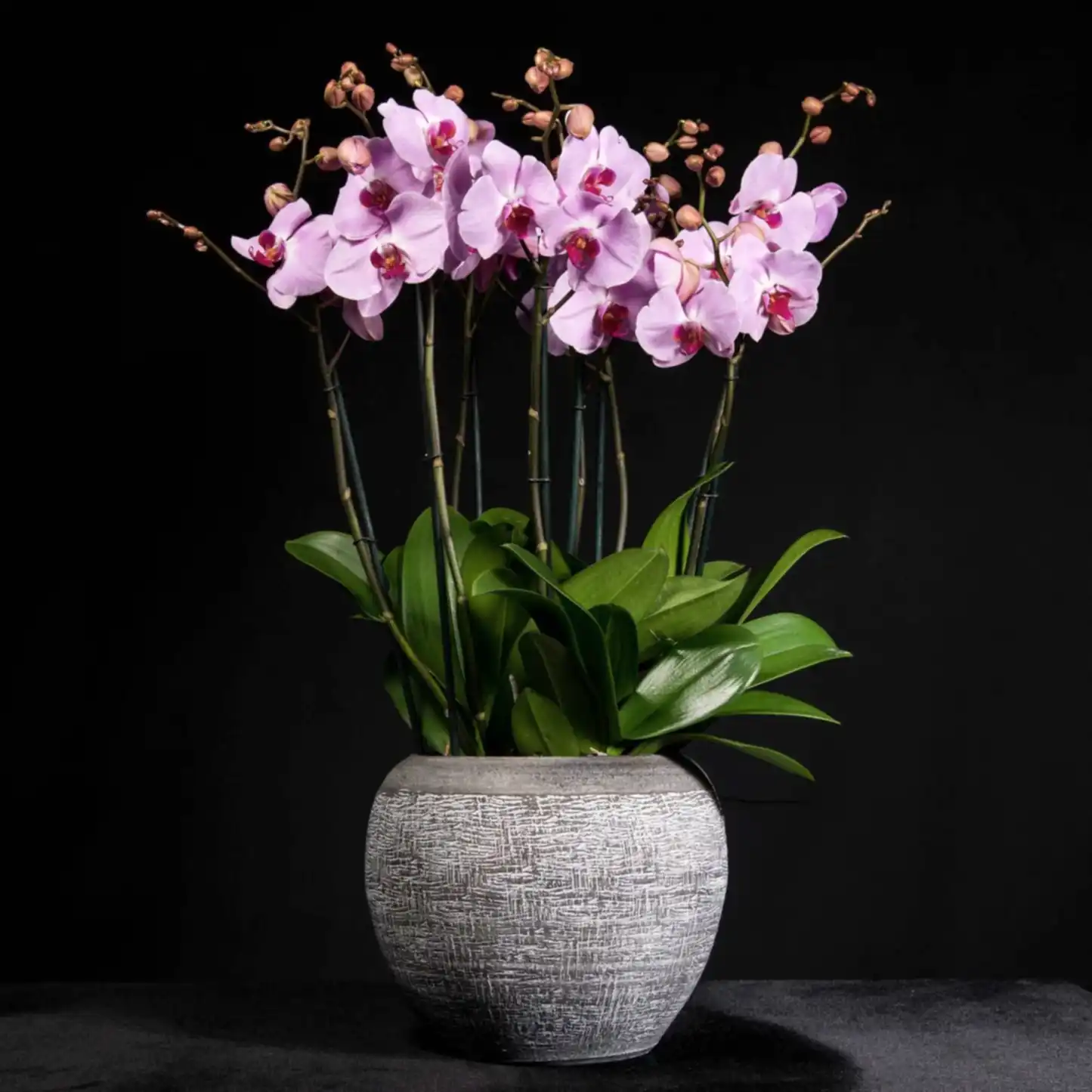 Signature Orchids - Pink - Pulbrook & Gould