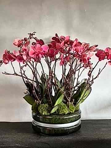 Signature Orchids - Salmon - Pulbrook & Gould