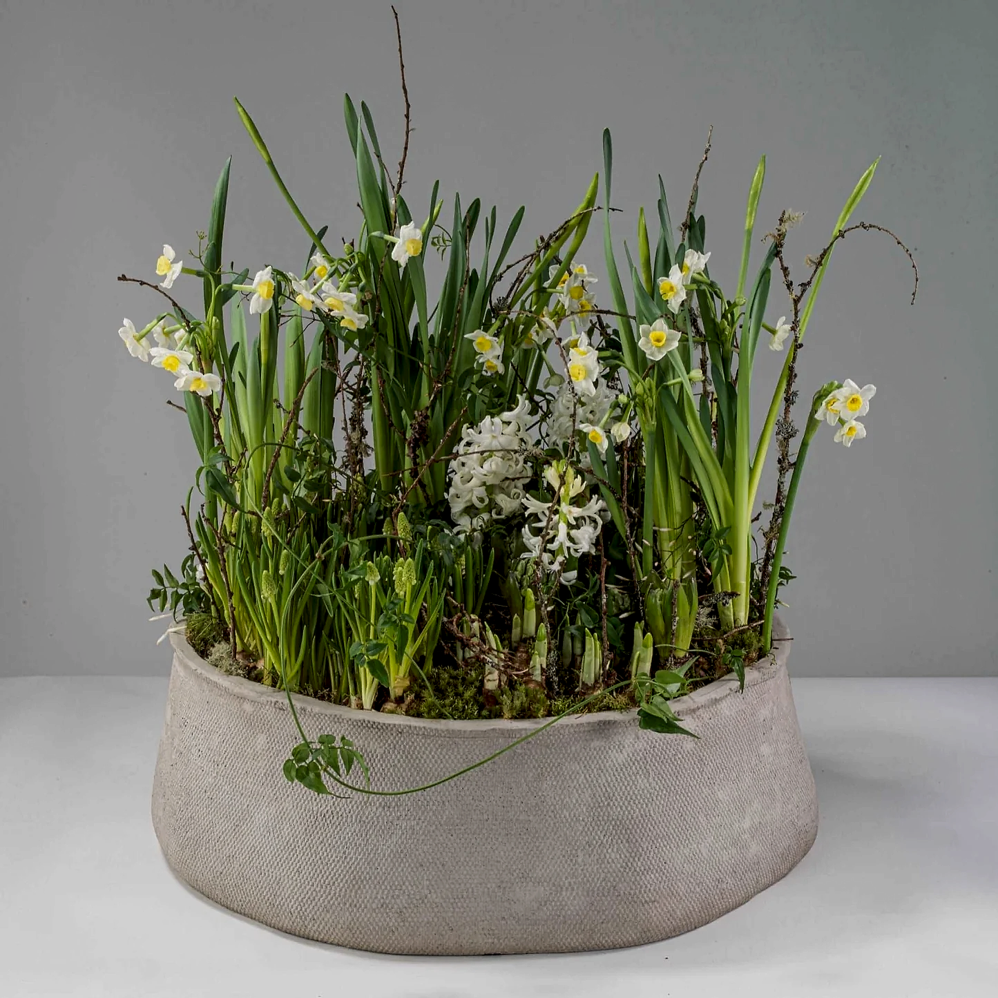 Sophia Spring Bulbs - Pulbrook & Gould